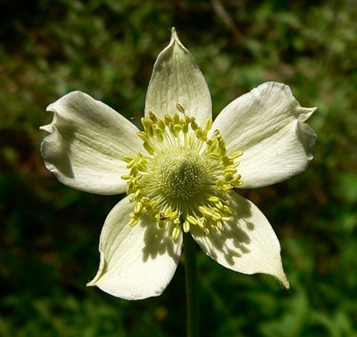 {Anemone virginiana}